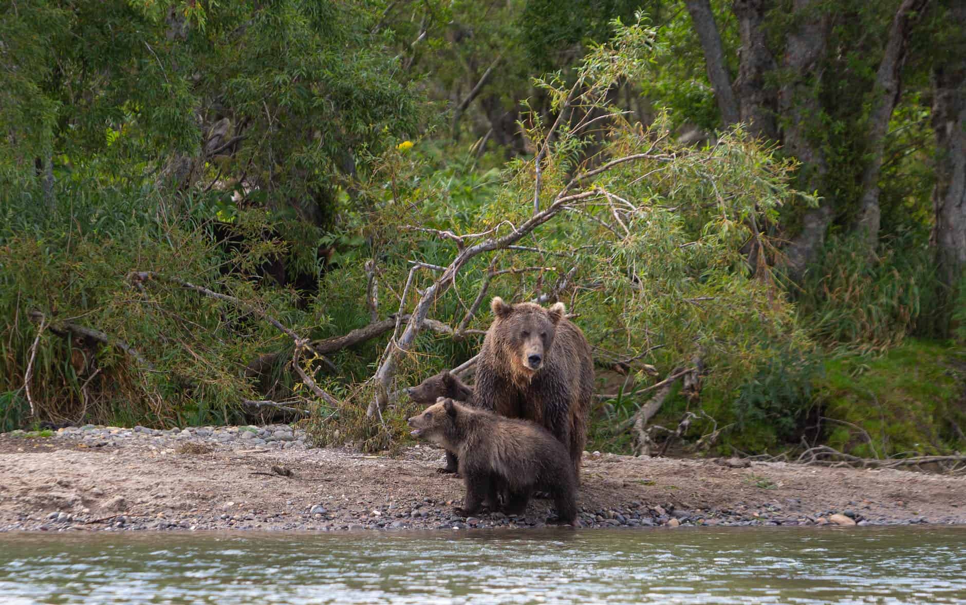 brown bears on riverside